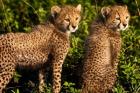 Tanzania, Ndutu, Ngorongoro, Cheetahs