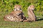 Tanzania, Ngorongoro Conservation, Cheetahs