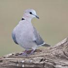 Tanzania. Ring-Necked Dove, Ndutu, Ngorongoro