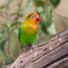 Fischer's Lovebird tropical bird, Tanzania