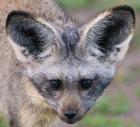 Head of Bat-Eared Fox, Ngorongoro Conservation