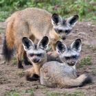 Three Bat-Eared Foxes, Tanzania