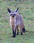 Tanzania. Bat-Eared Fox, Ngorongoro Conservation