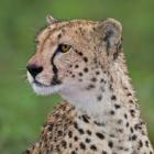 Tanzania, Cheetah, Ndutu, Ngorongoro Area