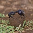 Tanzania, Ndutu, Ngorongoro, Dung Beetle insects