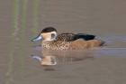 Tanzania, Hottentot Teal duck, Ngorongoro Crater