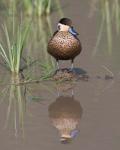 Hottentot Teal duck wading, Tanzania