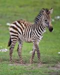 Tanzania, Zebra, Ngorongoro Crater, Conservation