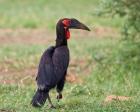 Tanzania, Southern Ground Hornbill bird