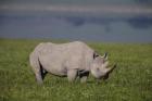 Black Rhinoceros at Ngorongoro Crater, Tanzania