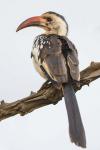 Red-Billed Hornbill, Serengeti National Park, Tanzania