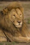 Male African Lion at Ndutu, Serengeti National Park, Tanzania