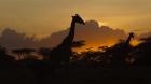 Masai Giraffes at Sunset at Ndutu, Serengeti National Park, Tanzania
