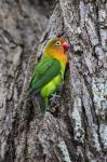 Fischer's Lovebird in Serengeti National Park, Tanzania