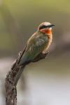 White-Fronted Bee-Eater, Serengeti National Park, Tanzania