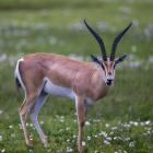 Grant's Gazelle, Serengeti National Park, Tanzania