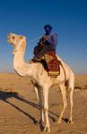 Bedouin man on camel, Douz, Sahara Tunisia, Africa