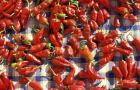 Red Peppers Drying in the Sun, Tunisia