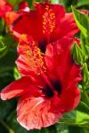 Hibiscus, Tunisia