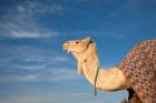 Camel, Tunisia