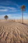 Great Dune and Palm Trees, Tunisia