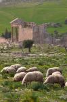 Grazing sheep by the Capitole, UNESCO site, Dougga, Tunisia