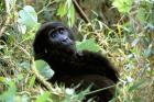 Mountain Gorilla, Bwindi Impenetrable Forest National Park, Uganda