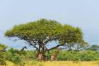Giraffes Under an Acacia Tree on the Savanna, Uganda