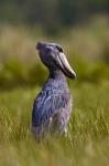 Shoebill bird hunting in wetlands, Uganda, East Africa