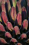 Red leafs, Giant Lobelia, Heather Forest, Rwenzori, East Africa