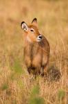 Defassa Waterbuck wildlife, Uganda