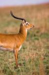 The Ugandan Kob, Murchison Falls National Park, Uganda