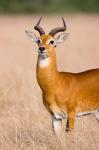 The Ugandan Kob, Queen Elizabeth National Park, Uganda