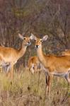 The Ugandan Kob in the Queen Elizabeth National Park Uganda, Africa.