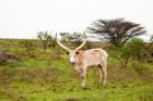 White Ankole-Watusi cattle. Mbarara, Ankole, Uganda.