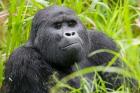 Mountain Gorilla in Rainforest, Bwindi Impenetrable National Park, Uganda