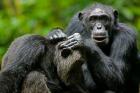 Uganda, Kibale Forest Reserve, Chimpanzee, primate