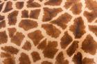 Reticulated giraffe, Luangwa Valley, Zambia