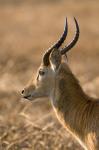 Puku, Busanga Plains, Kafue National Park, Zambia