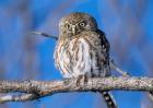 Zimbabwe. Close-up of pearl spotted owl on branch.