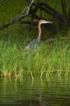 Goliath Heron along the Zambezi River, Zimbabwe, Africa