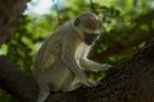 Vervet monkey, Victoria Falls, Zimbabwe, Africa