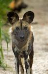 African Wild Dog near Hwange NP, Zimbabwe, Africa