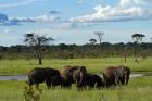 Elephant, Zimbabwe