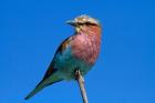 Lilac-breasted Roller, Hwange National Park, Zimbabwe, Africa