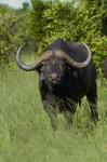 Cape buffalo, Hwange National Park, Zimbabwe, Africa