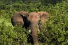 Elephant, Hwange National Park, Zimbabwe, Africa