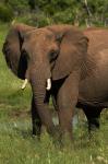 Elephant, Hwange NP, Zimbabwe, Africa