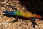 Common flat lizard on Malindidzimu hill, Matobo NP, Zimbabwe, Africa