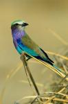 Lilac-Breasted Roller bird, Mana Pools NP, Zimbabwe